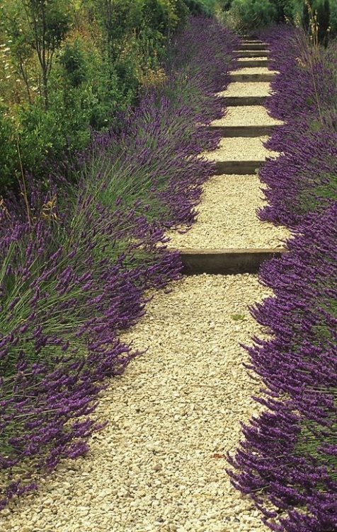 lavender path